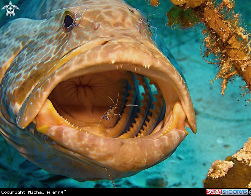 A Yellowfin grouper
