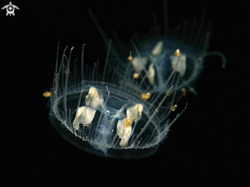 A fresh water jellyfish