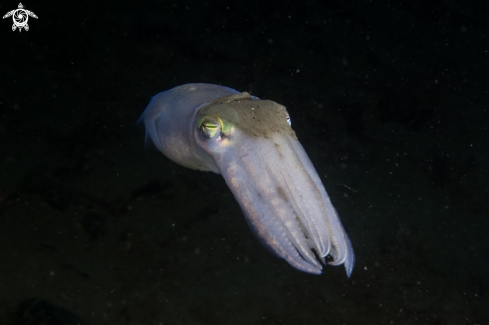 A Sepiola atlantica | Cuttlefish