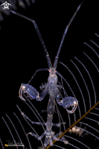 A Skeleton shrimp