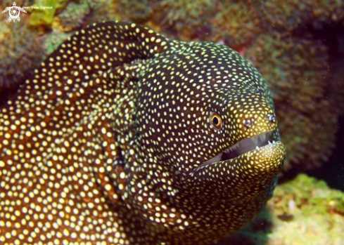 A Spotted Moray Eel Mauritius