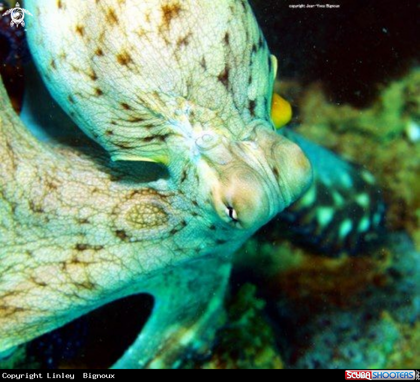 A Octopus Balaclava Turtle Bay ,Mauritius
