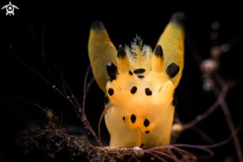 A Thecacera pacifica | Pikachu