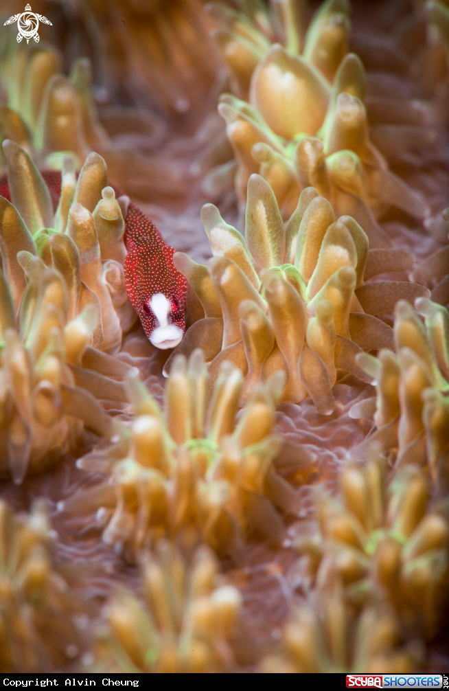 A Pugheaded pipefish