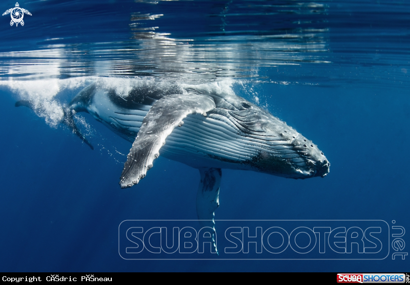 A Humpback whale calf