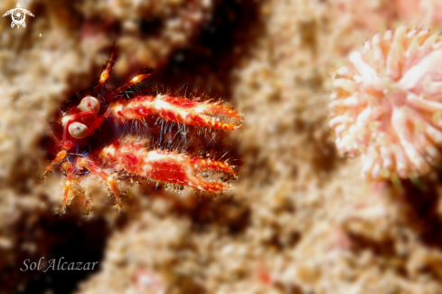 A Bug eyed Squat Lobster- Munida olivarae  | 