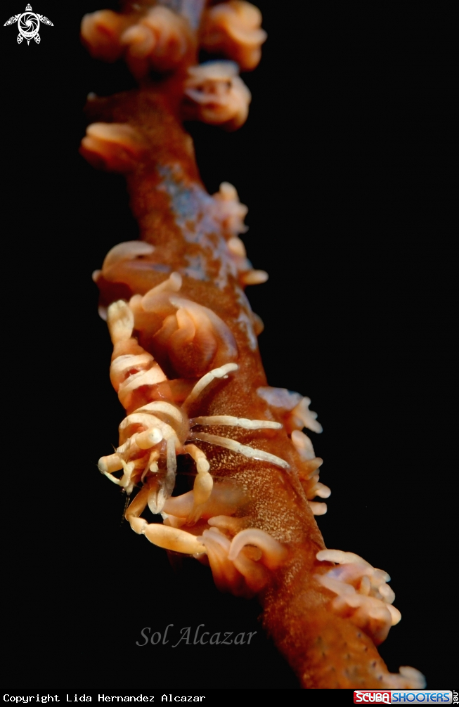 A shrimp on whip coral