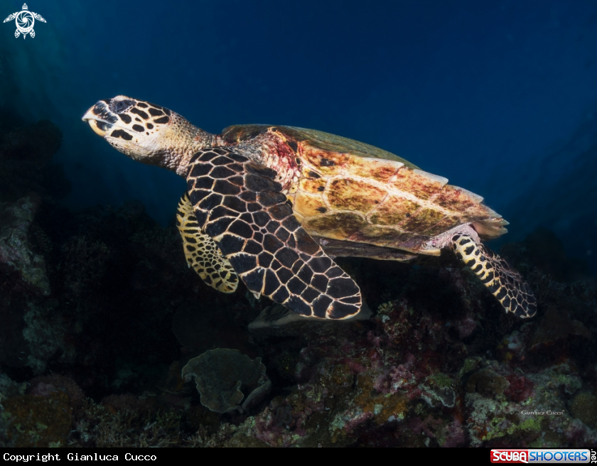 A Hawksbill sea turtle,Tartaruga Embricata.