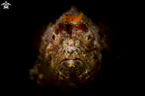 A Scorpaenopsis macrochir | Flasher Scorpionfish