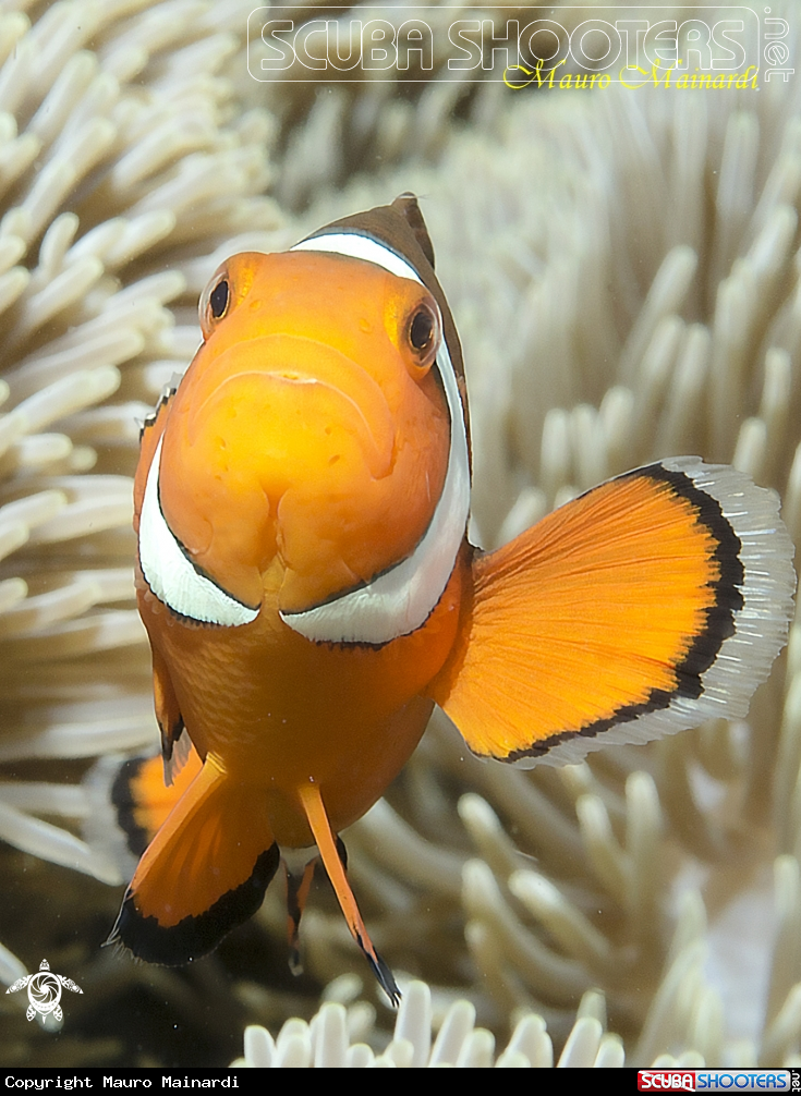 A clownfish.