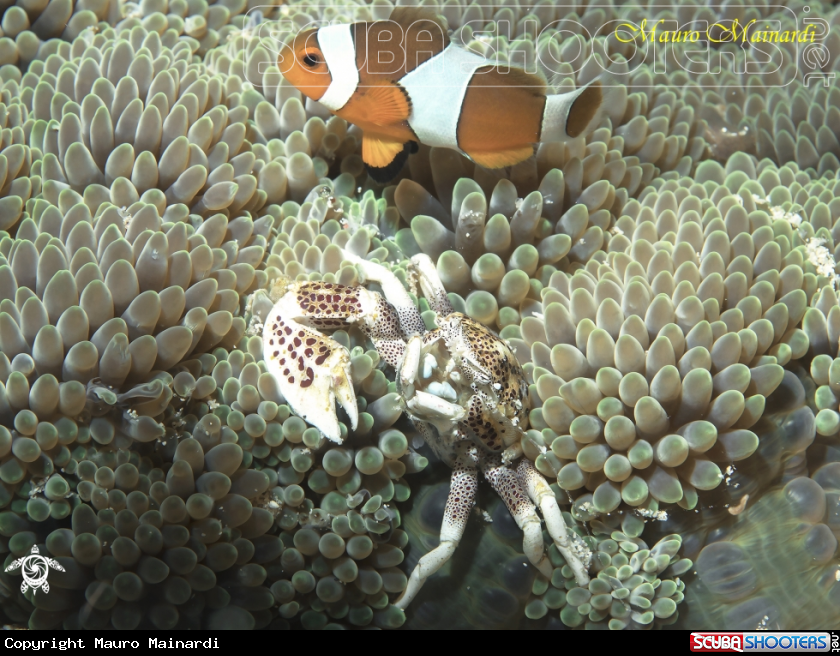 A Clownfish and porcelain crab