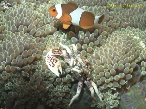 A Clownfish and porcelain crab