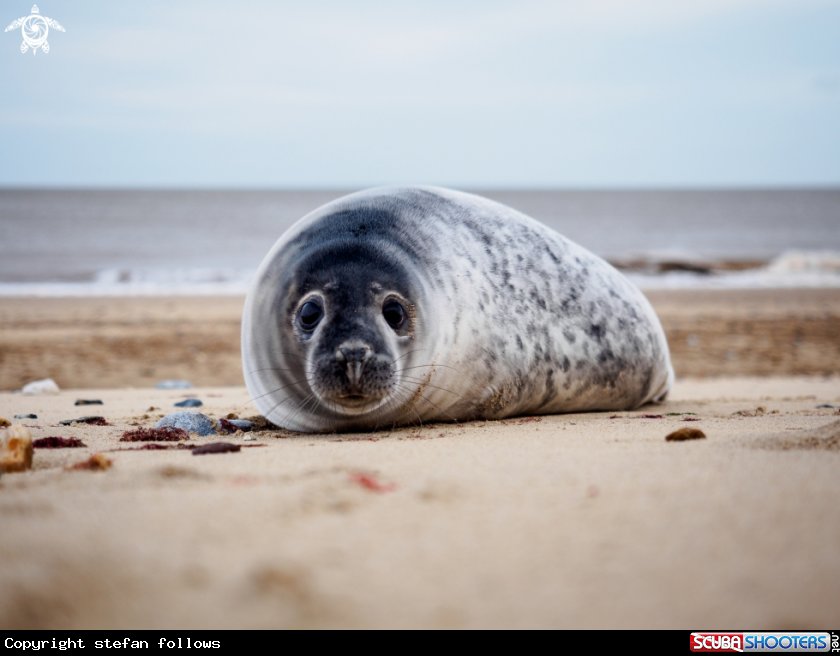 A Grey Seal (pup)
