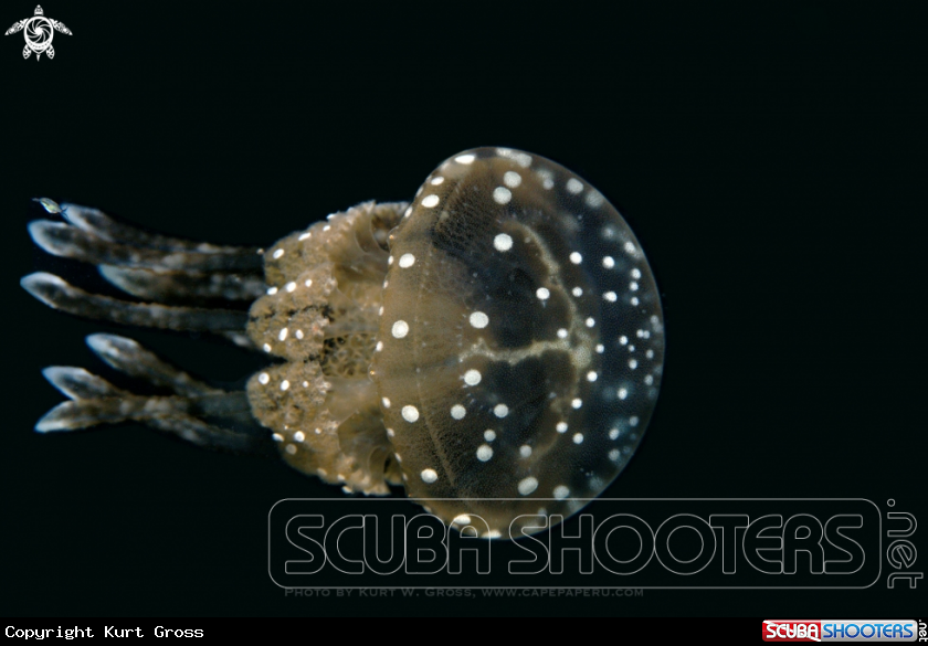 A Jelly-fish