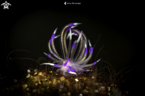 A Unidentia angelvaldesi | Nudibranch