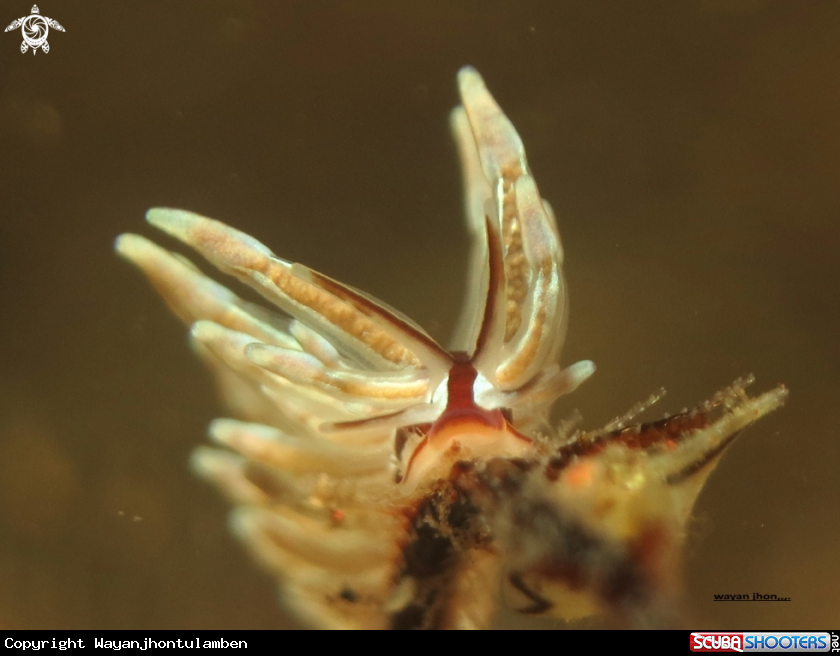 A Banteng Nudibranch