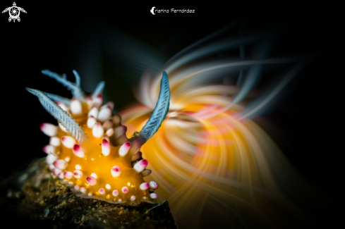 A Cadlinella ornatissima | Nudibranch