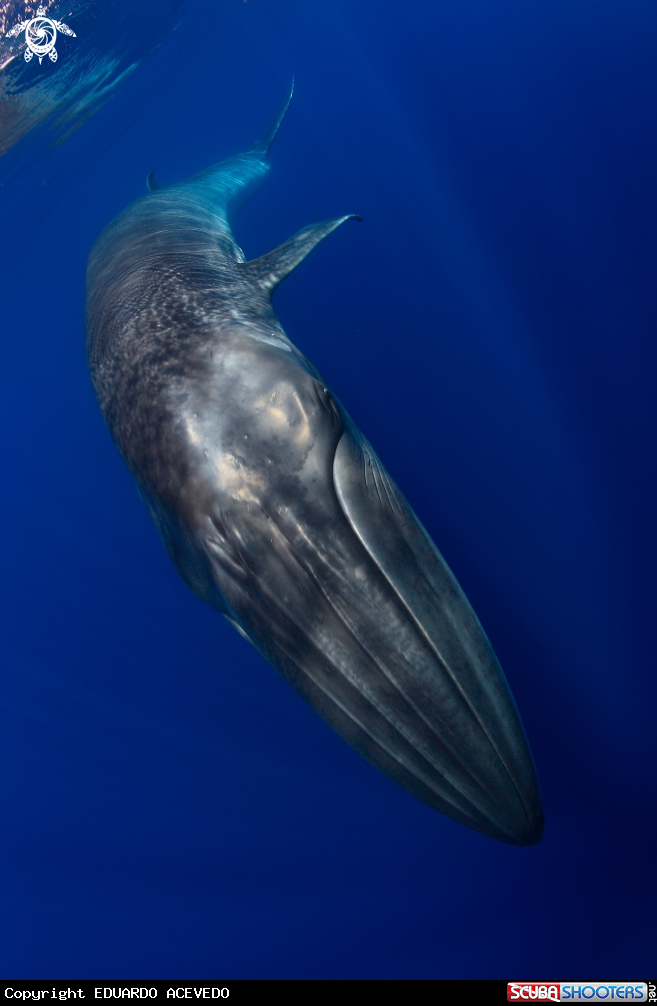 A Bryde Whale