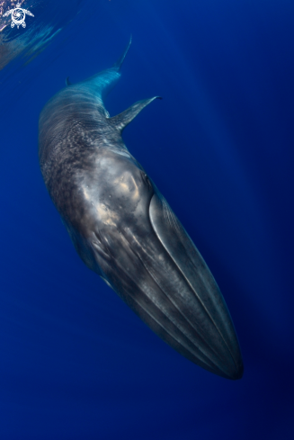 A Bryde Whale