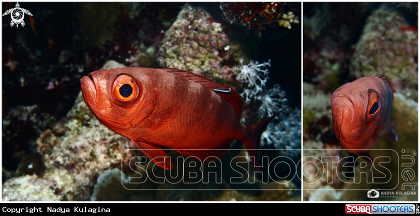 A Blotchedeye soldierfish
