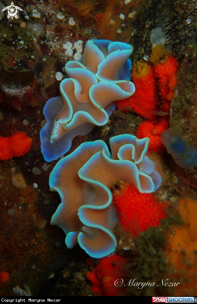 A reef life