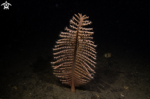 A Pennatula phosphorea | Phosphorescent Sea Pen