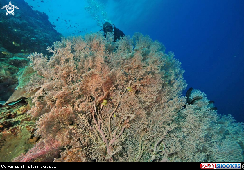 A Gorgonian coral