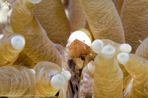 A Hamopontonia corallicola | Ponton shrimp