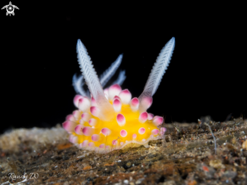 A Cadlinella Ornatissima | Nudibranch