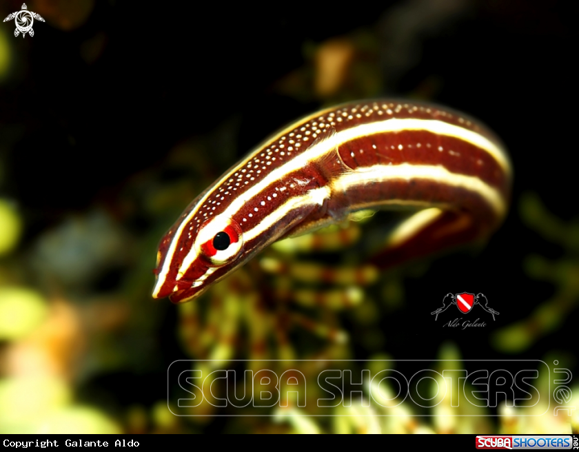 A Doubleline Clingfish - Precious Clingfish