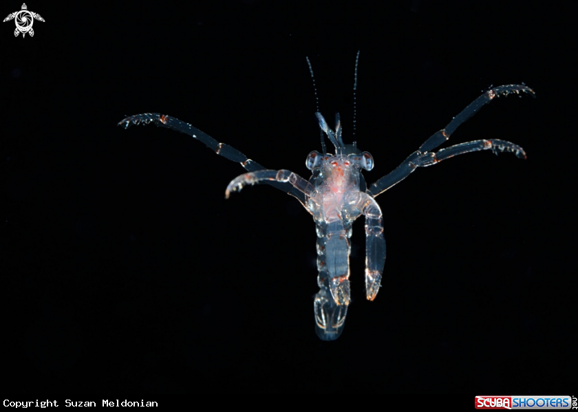 A Larval Lobster
