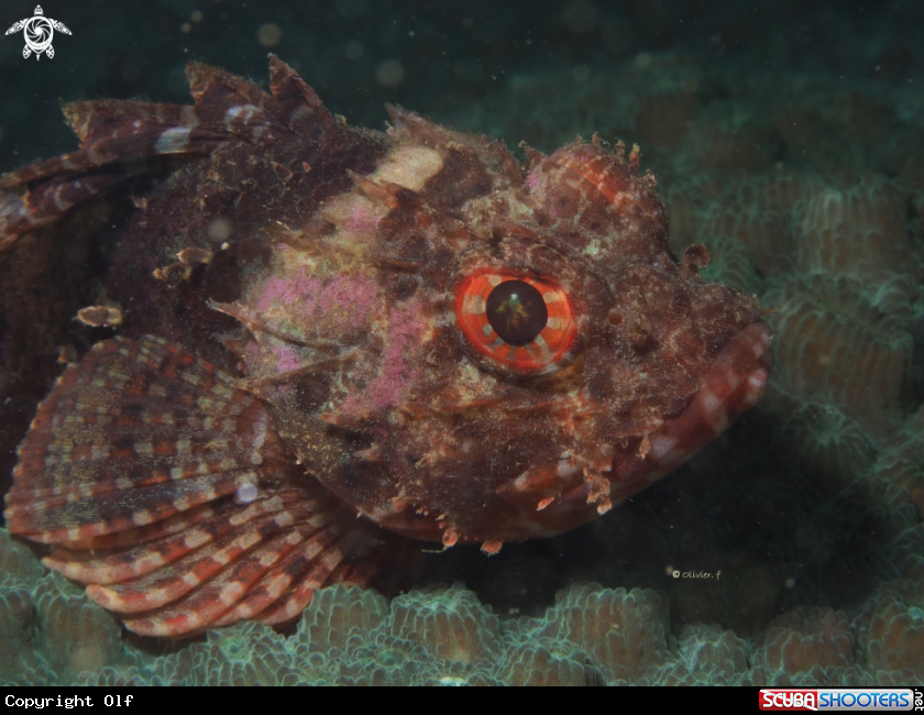 A Raggy Scorpionfish 