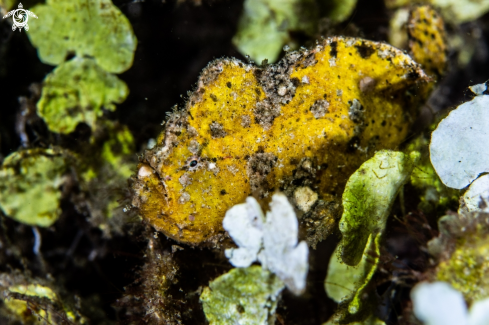 A Randall's frogfish
