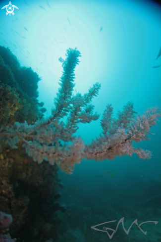 A Antipatharia sp | Black coral