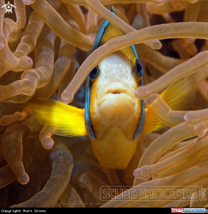 A Withe-Band Anemonefish