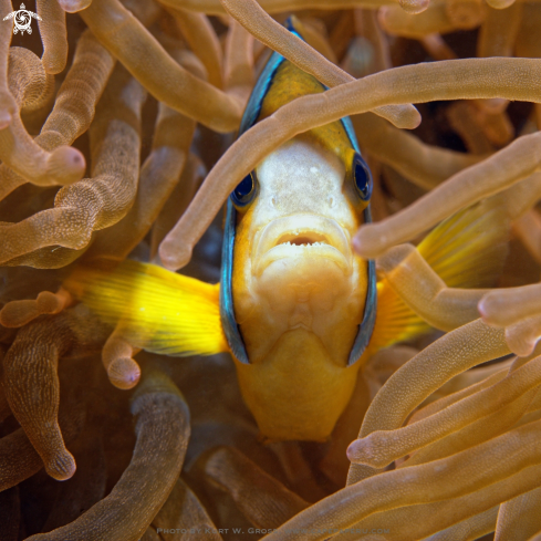 A Withe-Band Anemonefish