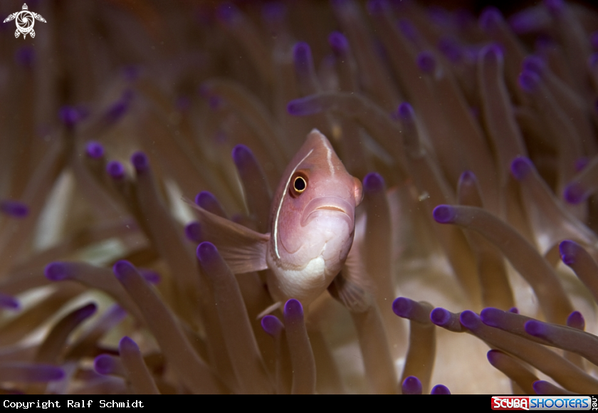 A Anemonfish
