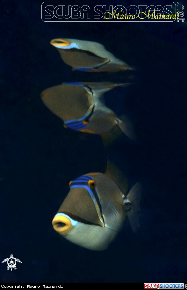 A Triggerfish Picasso