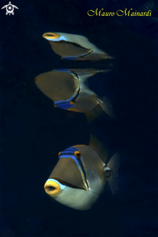 A Triggerfish Picasso