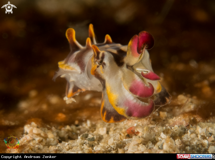 A Flamboyant cuttlefish - juvenile