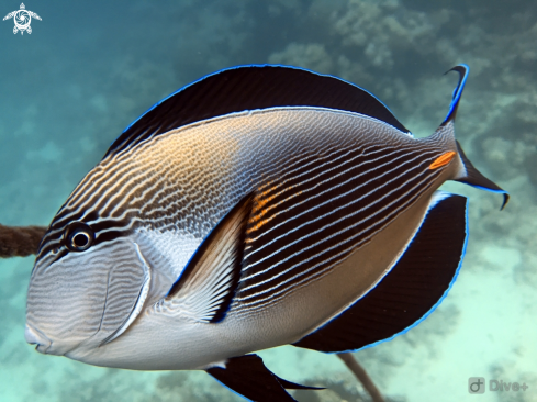 A Acanthuridae | Surgeon fish