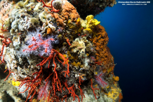 A Corallium rubrum  | Gli anfratti del Corallo rosso