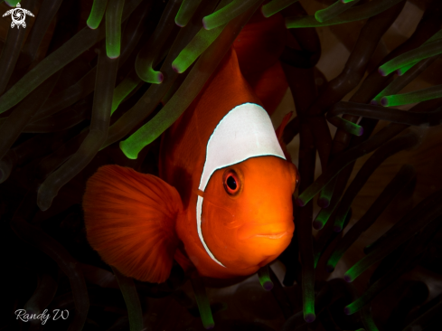 A Amphiprioninae | Clown Fish