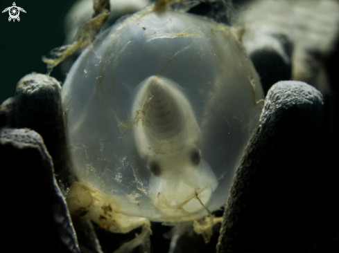 A Cuttlefish egg