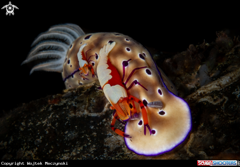 A Emperor shrimp on a nudibranch
