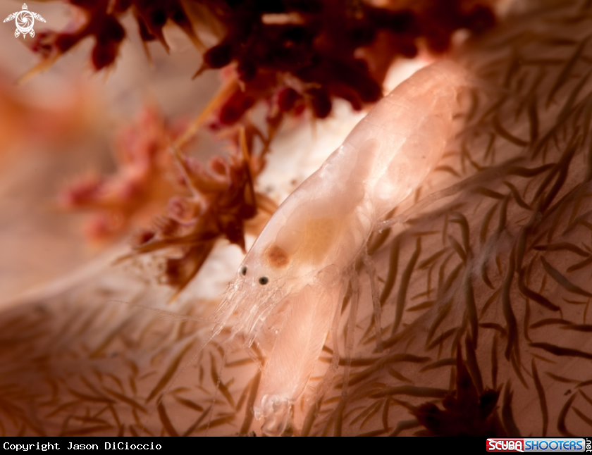 A Soft coral snapping shrimp