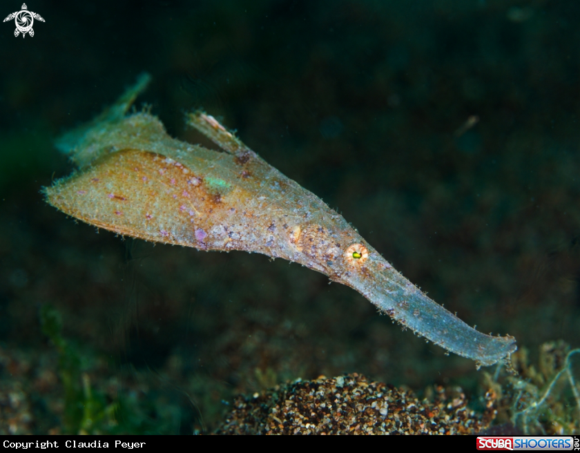 A robuste ghostpipefish