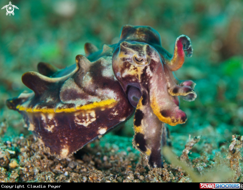 A flamboyand cuttlefish