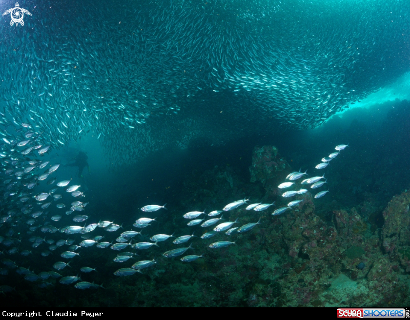 A sardines at moalboal