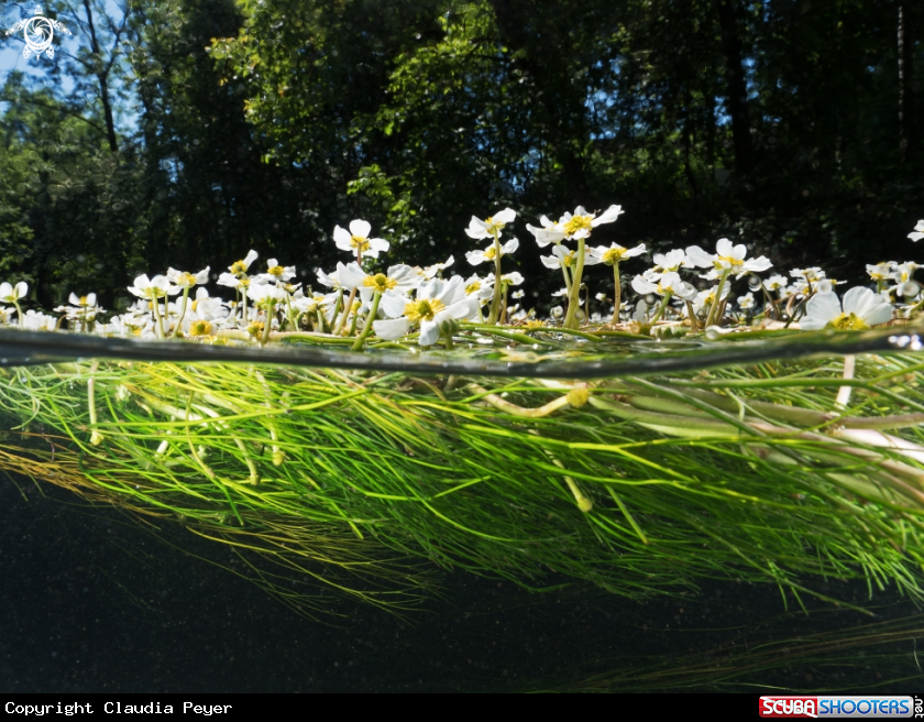 A riverflowers in Switzerland